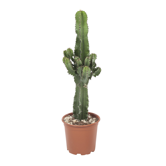 Euphorbia Cactus 1