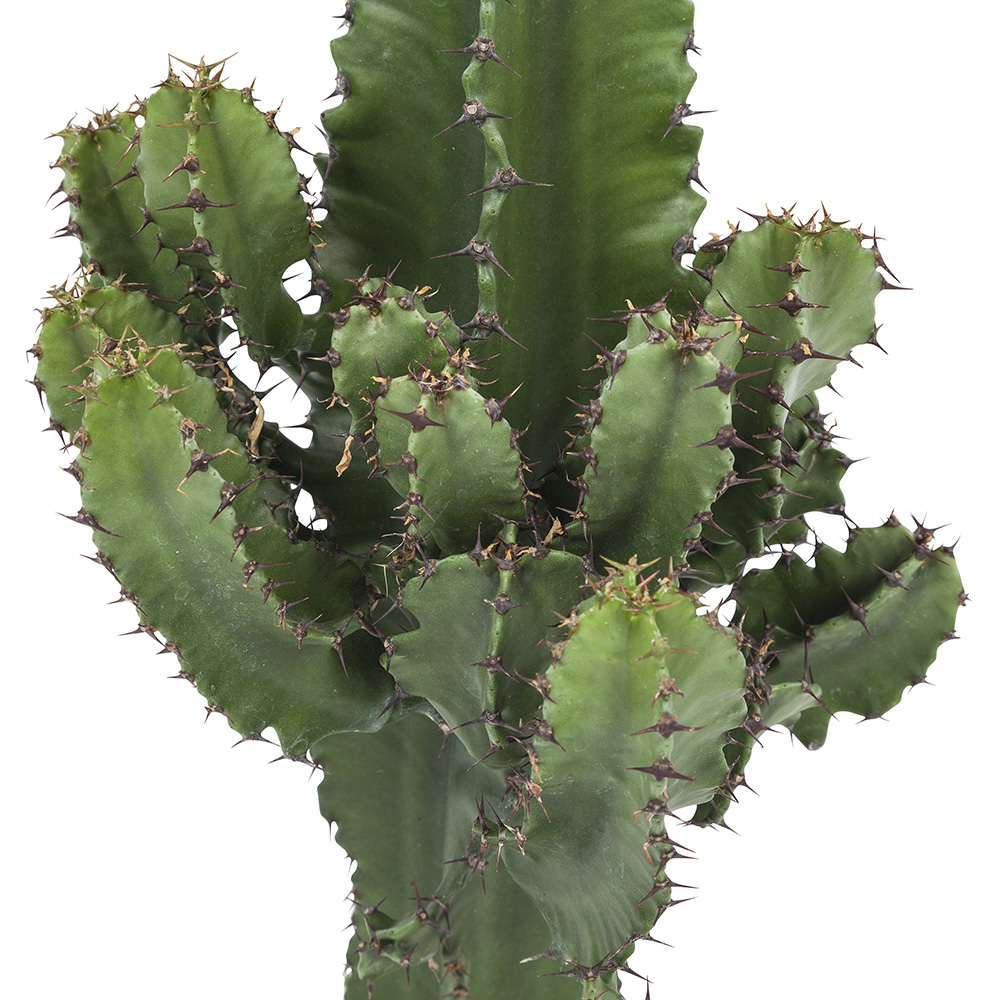 Euphorbia Cactus 2